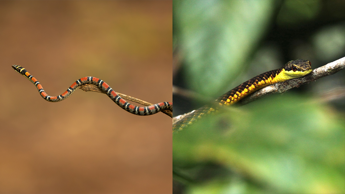 two images of slender snakes hanging off tree branches